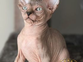Canadian Sphynx Junge mit WCF pedigre