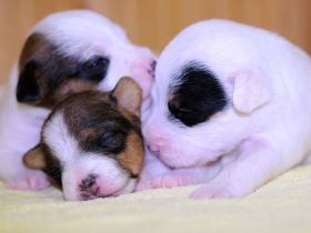 Jack Russell Terrier Welpen