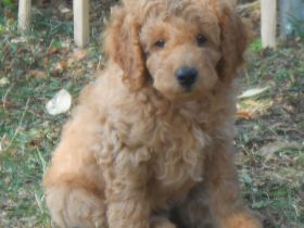 Pudelmischling, Pudel-Mix, Cockerpoo, Welpen