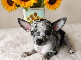 EXCLUSIVE CHIHUAHUA WELPEN