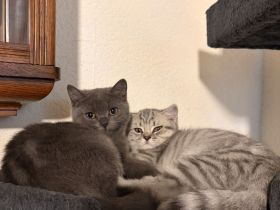 3 süßen Kitten suchen ein liebevolles Zuhause!