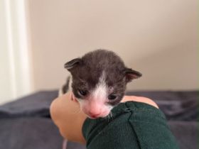 Reinrassige Cornish Rex Babys mit Papieren
