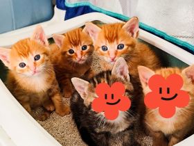 Babykatze Kitten rothaarige Katzenbabys