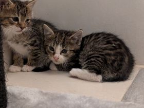 4 Kitten suchen ein neues Zuhause