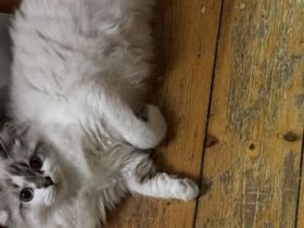 Point Kater mit blauen Augen
