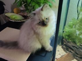 Ragdoll - Neva Mascurade Mix Kitten