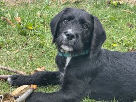 Labradoodle-Mischlings-Welpe dringend abzugeben