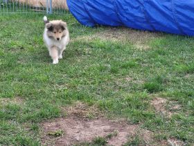 Colliewelpen mit VDH Papiere