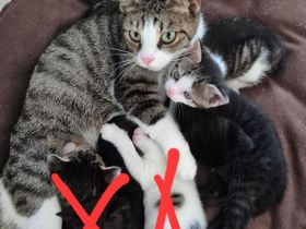 Katzenbaby's