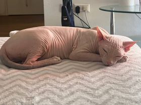 Don Sphynx  Dame sucht Deckkater