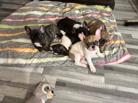Liebevolle reinrassige Französische-Bulldoggen-Welpen suchen ihre Herzensmenschen