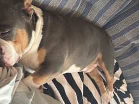 Braver American Bully Rüde sucht neues Zuhause