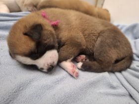 Husky schäferhund welpen