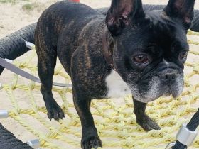 Französische Bulldogge Roko