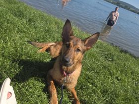 Belgischer Schäferhund-Mischling
