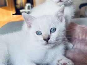 Siam / BKH mix Kitten