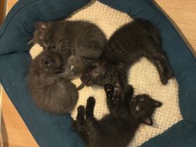 Maine Coon × Britisch Kurzhaar Mix Kitten suchen liebevolles Zuhause