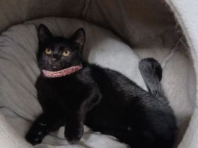 🐱 Liebevolle junge Katze sucht ein schönes Zuhause 🏡❤️