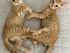 Robin und Elio
