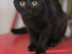 Oli