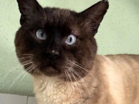 Castor, FIV positiv