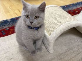 BKH Kitten mit Stammbaum, geimpft