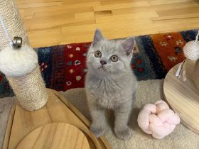 BKH Kitten mit Stammbaum