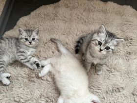 Nur noch 2 Bkh kitten übrig