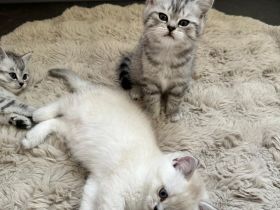 Nur noch 2 Bkh kitten übrig