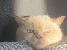 Kater „Zu verschenken!