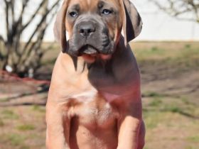 🐾 CANE CORSO WELPEN IN DEUTSCHLAND – LIEBEVOLLE FAMILIEN GESUCHT 🐾