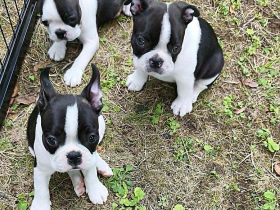 Boston Terrier Welpen