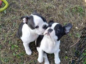 Boston Terrier Welpen