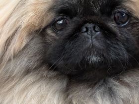 zuckersüßer Pekinese mit FCI Papieren