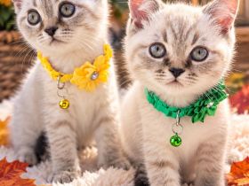 BKH Kitten - Nur noch 2! Reinrassig & einfach charmant und jetzt bereit zum Umziehen!