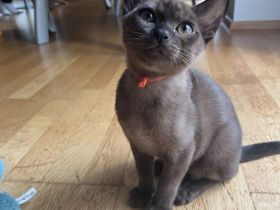 Reinrassige Burma Katzen