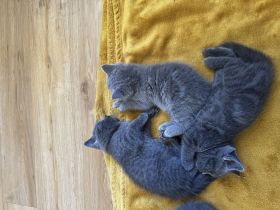 BKH Kitten zu verkaufen