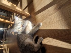 🐾 Reinrassige BKH-Kitten suchen liebevolles Zuhause 🐾