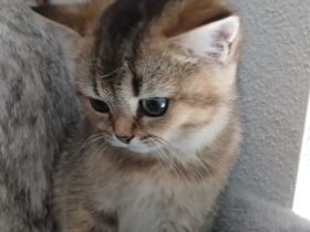 🐾 Reinrassige BKH-Kitten suchen liebevolles Zuhause 🐾
