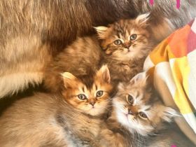 BKH Kitten ein Mädchen Abgabe ab 18.10.26