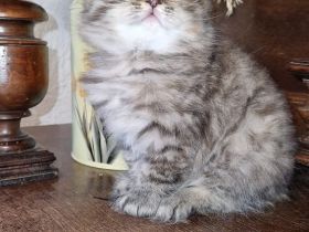 BKH Kitten zwei Mädchen Abgabe ab 18.10.26