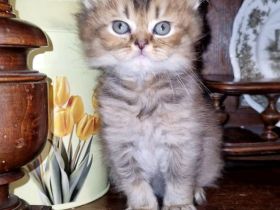 BKH Kitten Mädchen und Junge Abgabe ab 18.10.26