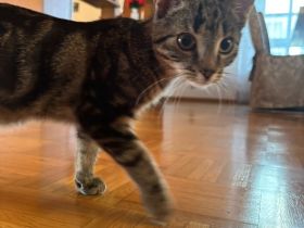 Süßes Kätzchen sucht ein liebevolles Zuhause 🐱❤️