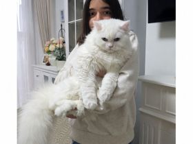 weißer BKH Deckkater mit blauen Auge