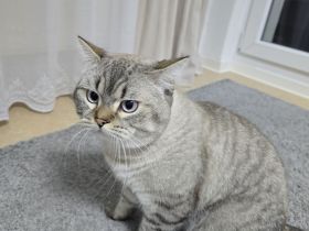 BKH Deckkater Silver – 1,5 Jahre – erfahren
