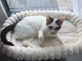 Albus sucht ihr Für-Immer-Zuhause