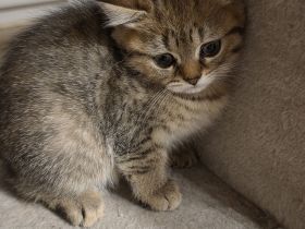 Süßes BKH kitten