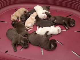 Labrador Welpen