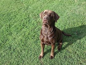 Labrador Welpen