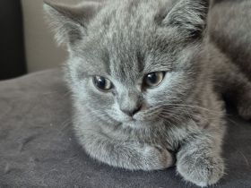 Britisch KurzhaarBKH Kitte Mädchen sucht ein neues Zuhause!!